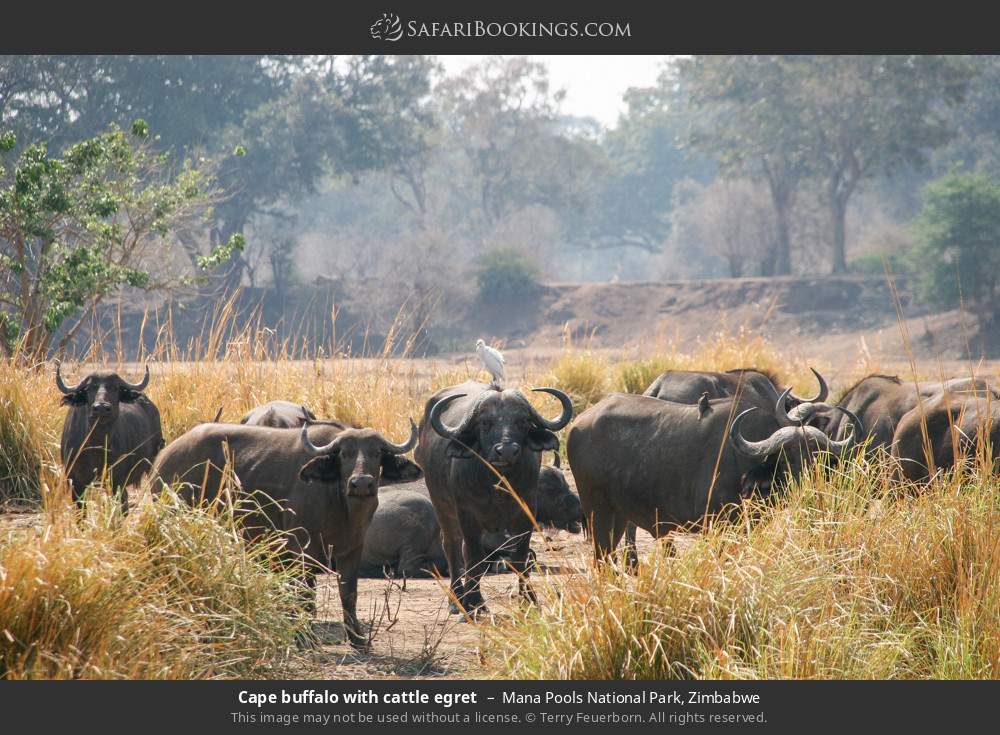 Cape buffalo with cattle egret in Mana Pools National Park, Zimbabwe