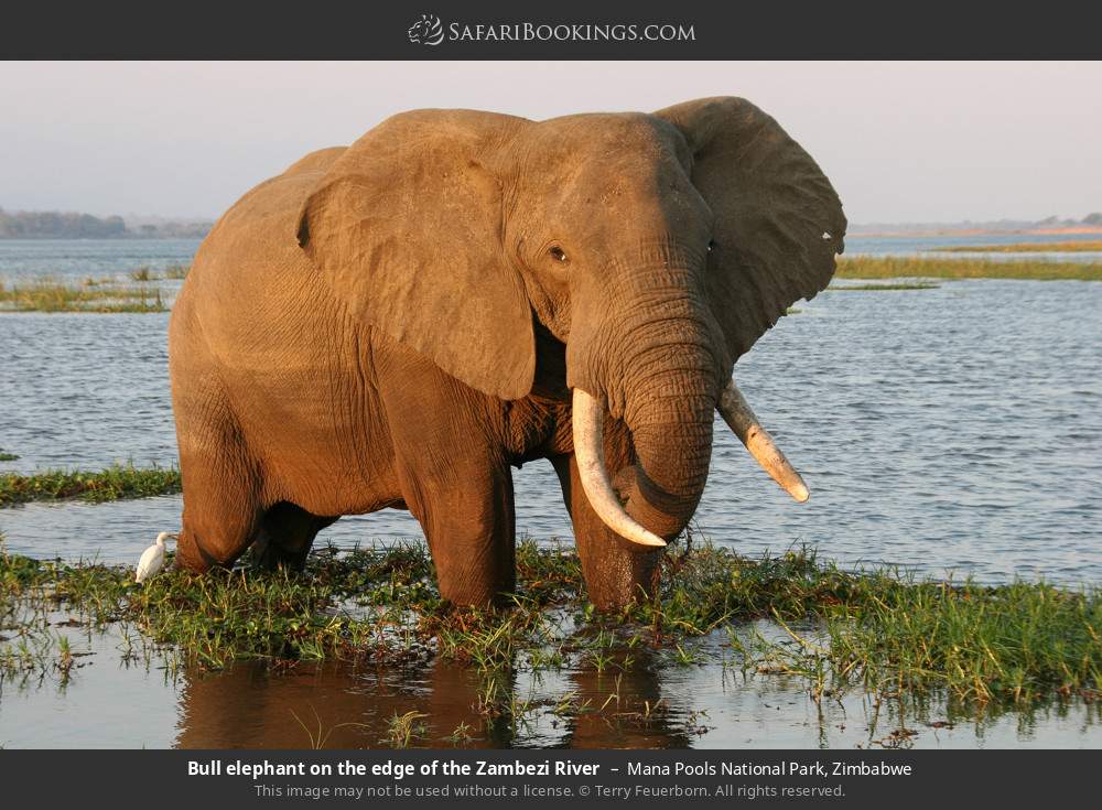 Bull elephant on the edge of the Zambezi River in Mana Pools National Park, Zimbabwe