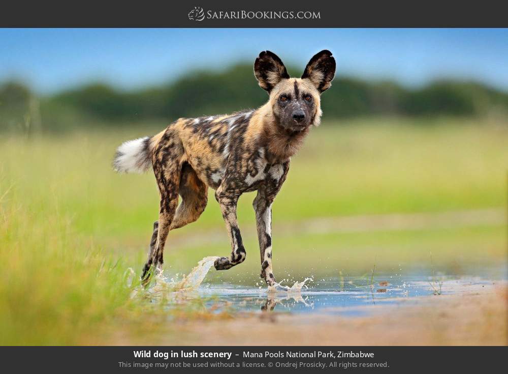 Wild dog in lush scenery in Mana Pools National Park, Zimbabwe