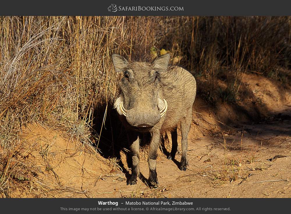 Warthog in Matobo National Park, Zimbabwe