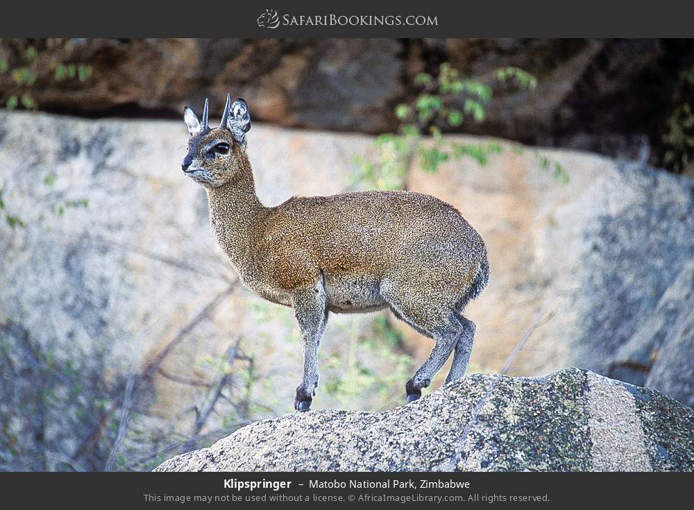 Klipspringer in Matobo National Park, Zimbabwe