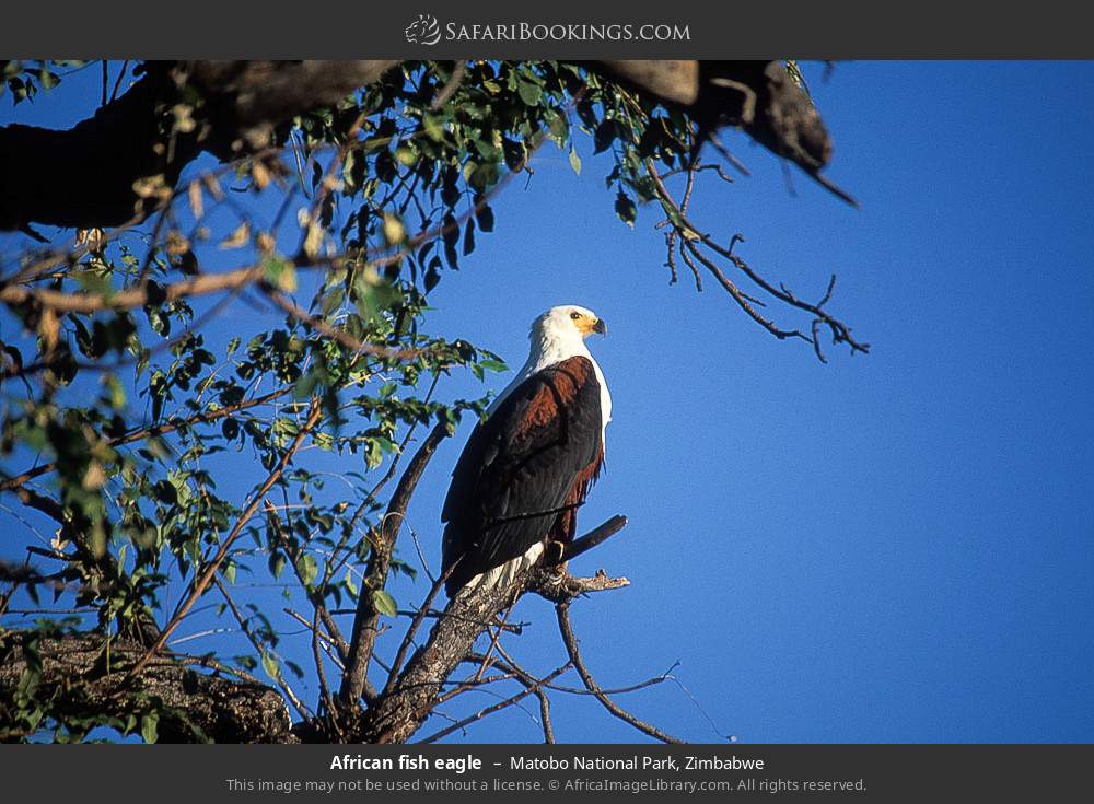 African fish eagle in Matobo National Park, Zimbabwe