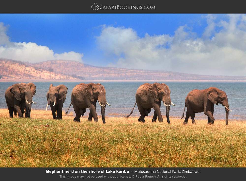 Elephant herd on the shore of Lake Kariba in Matusadona National Park, Zimbabwe