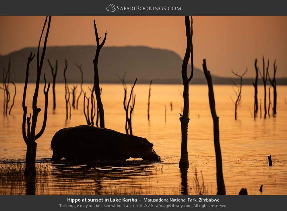 Hippo at sunset in Lake Kariba in Matusadona National Park, Zimbabwe