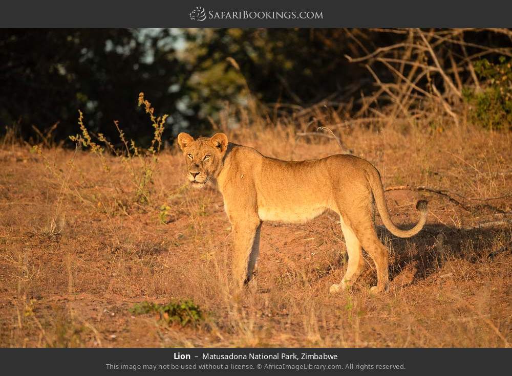 Lion in Matusadona National Park, Zimbabwe