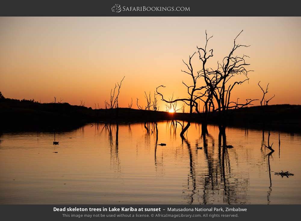 Dead skeleton trees in Lake Kariba at sunset in Matusadona National Park, Zimbabwe
