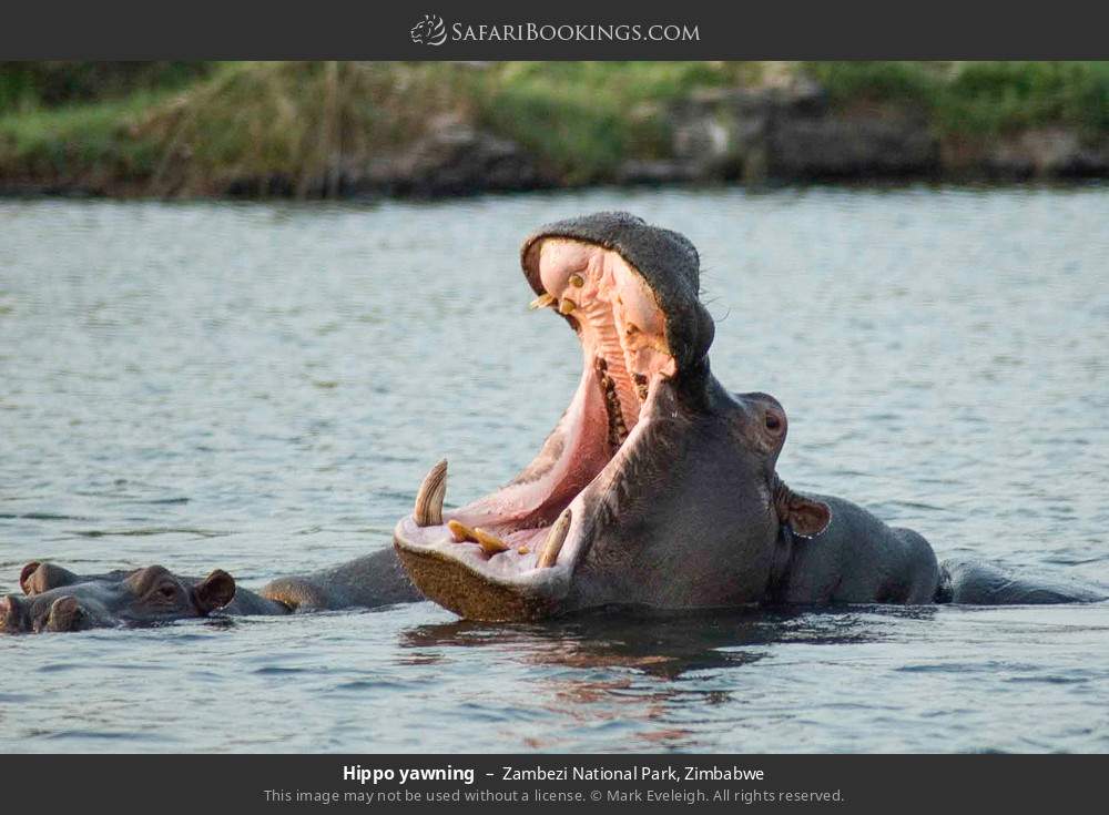 Hippos in the water in Zambezi National Park, Zimbabwe