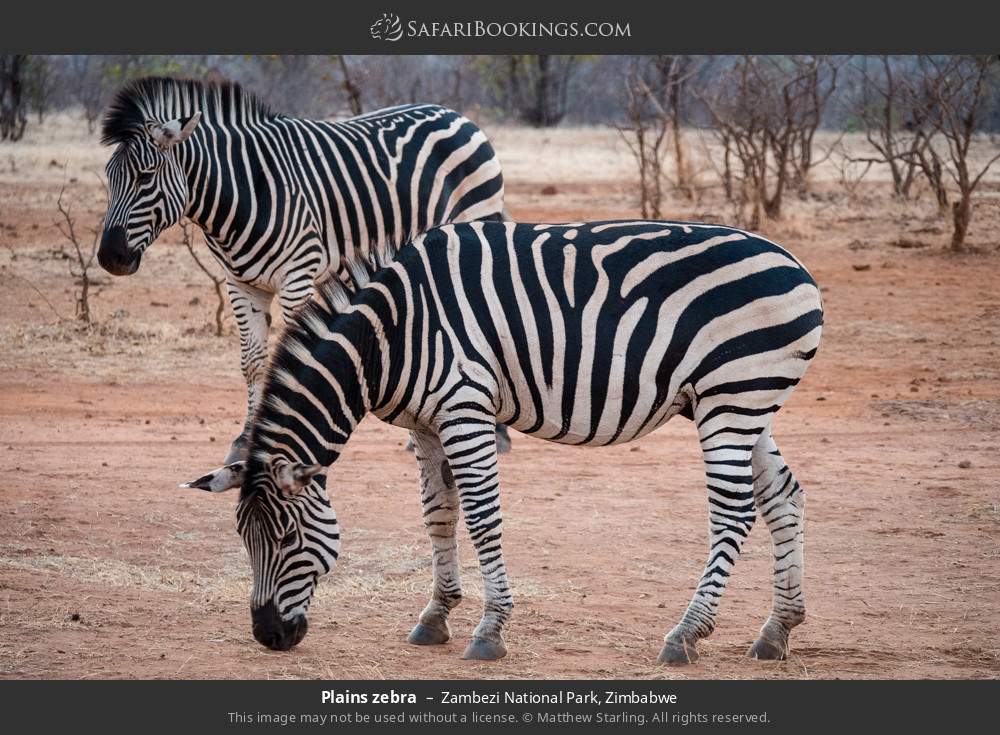 Plains zebras in Zambezi National Park, Zimbabwe