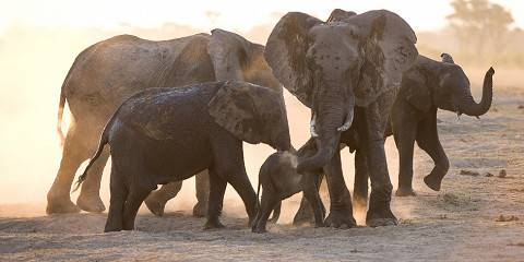 1-Day Full-Day Hwange Trip