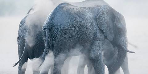 1-Day Hwange National Park Day Trip