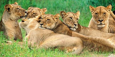 Classic Hwange & Vic Falls Safari