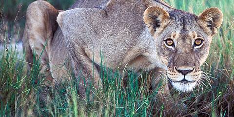 8-Day Victoria Falls, Hwange, & Chobe Safari