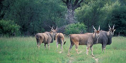 Victoria Falls, Chobe and Hwange Tour Package