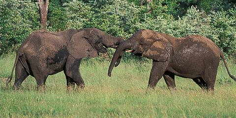 Trip to Hwange National Park (Full Day)