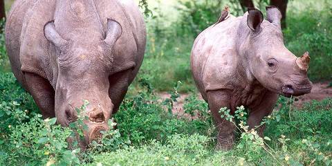 Three Country Safari - Zambia, Botswana & Zimbabwe