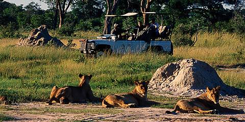 4-Day Victoria Falls & Hwange National Park Safari Combo