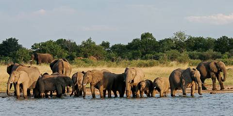 3-Day Hwange NP Safari Experience Staying at Ivory Lodge