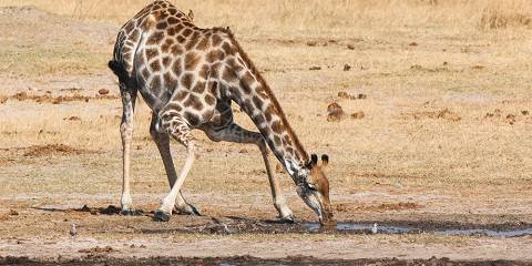 Hwange National Park Full-Day Game Drive