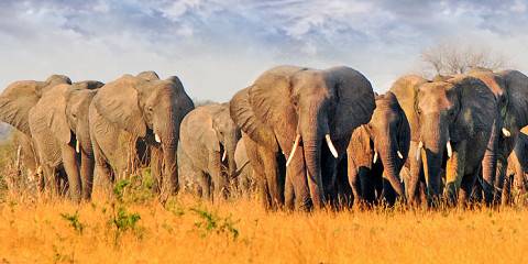 Very Best of Zimbabwe Luxury Safari