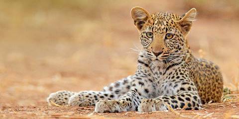 Hwange Game Drive Full Board