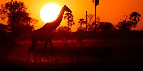 Sunrise to Moonlight Safari Experience