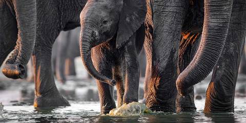 4-Day Hwange & the Falls: an Unfiltered Wildlife Odyssey
