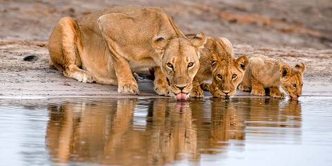 From Livingstone-Hwange National Park Zimbabwe