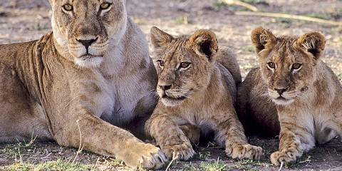 1-Day Hwange Day Trip
