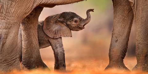 1-Day All-Inclusive Guided Hwange Safari from Vic Falls