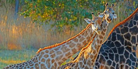 3-Day Hwange National Park-Robins Camp Experience