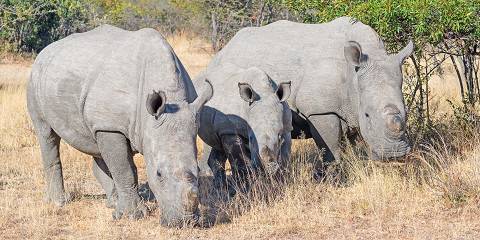 Victoria Falls, Hwange & Matopos