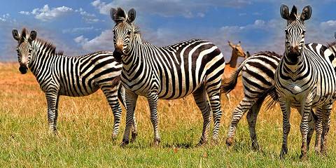 Dry Safari Game Drive for Small Groups Zambezi NP