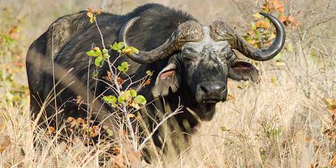 5-Day Victoria Falls and Hwange National Park Safari