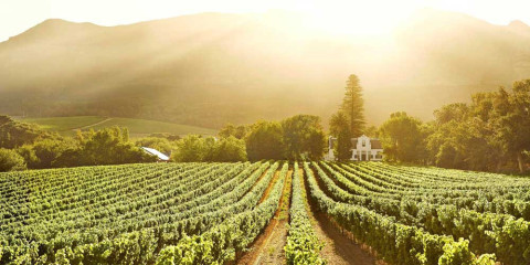 ½-Day Cape Winelands Tour