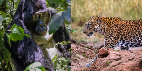 12-Day Kenya Masai Mara, Uganda Gorilla Trekking & Rwanda