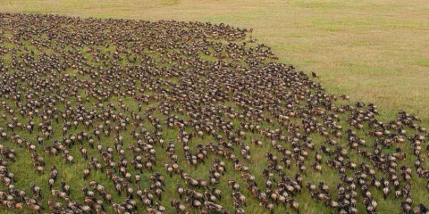 4-Day Lake Ndutu to See Calving Season