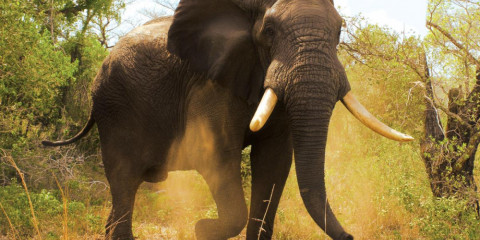 4-Day Kwazulu Natal Safari with Tembe Elephant Park