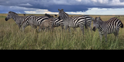 4-Day Wildlife Migration Safari