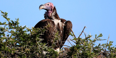14-Day Grand Tented Tanzanian Expedition