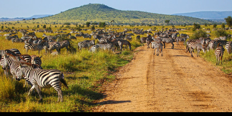 11-Day Unveiling Tanzania's Natural Wonders Comfort