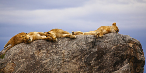 7-Day Wildlife Wonders Glamping Safari