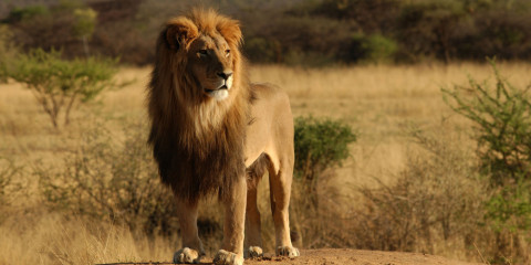 6-Day Fly-out Safari Through the Serengeti Comfort