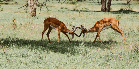 6-Day Classic Drive Safari Eastern Rift Valley Glamping