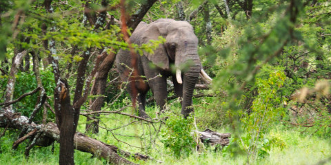 4-Day Expedition Nyerere National Park Glamping Safari