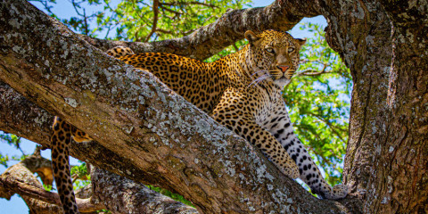 6-Day Fly-out Ngorongoro Crater and Serenegeti Comfort