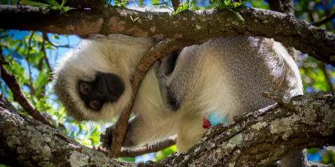 8-Day Tanzanian National Parks & Marvels Comfort