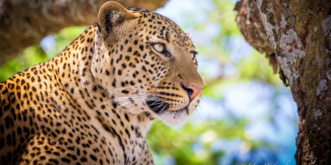4-Day Fly-out the Ultimate Comfort Safari