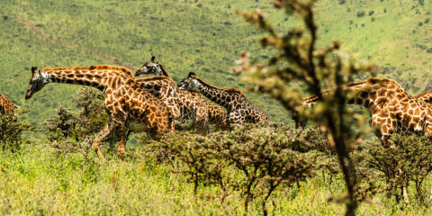 6-Day The Ultimate Serengeti Tented Experience