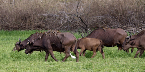 3-Day Selous Adventure Shared Safari