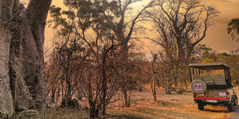 ½-Day Private Safari Game Drive, 3 Hours